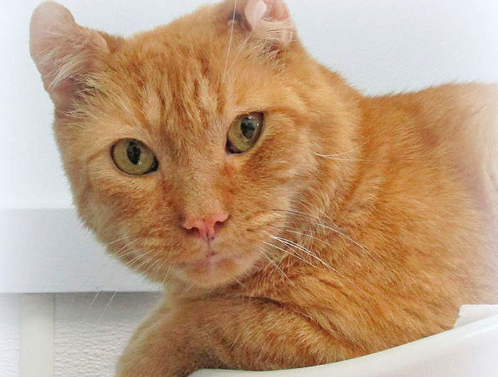 Preventive Care for Cats