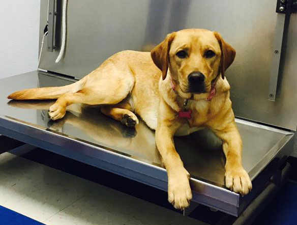 Preventive Care for Dogs